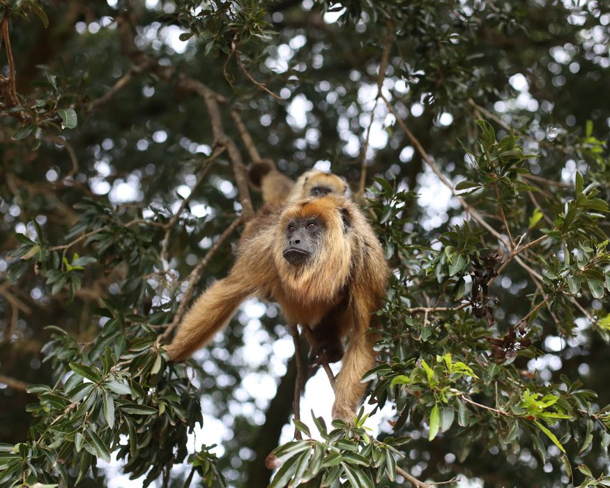 Howler monkey near the village