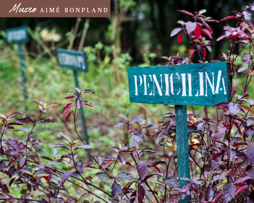 Aimé Bonpland Museum, medicinal plant sign