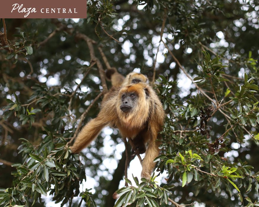 Central Square, howler monkeys in the trees